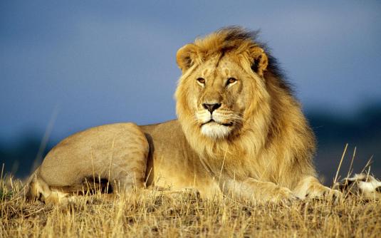 big-lion-beckgroun-free-picture
