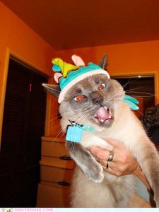 angry-cat-birthday-hat