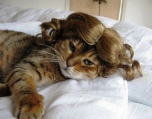 cat wig
