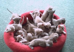 kittenpile-300x214